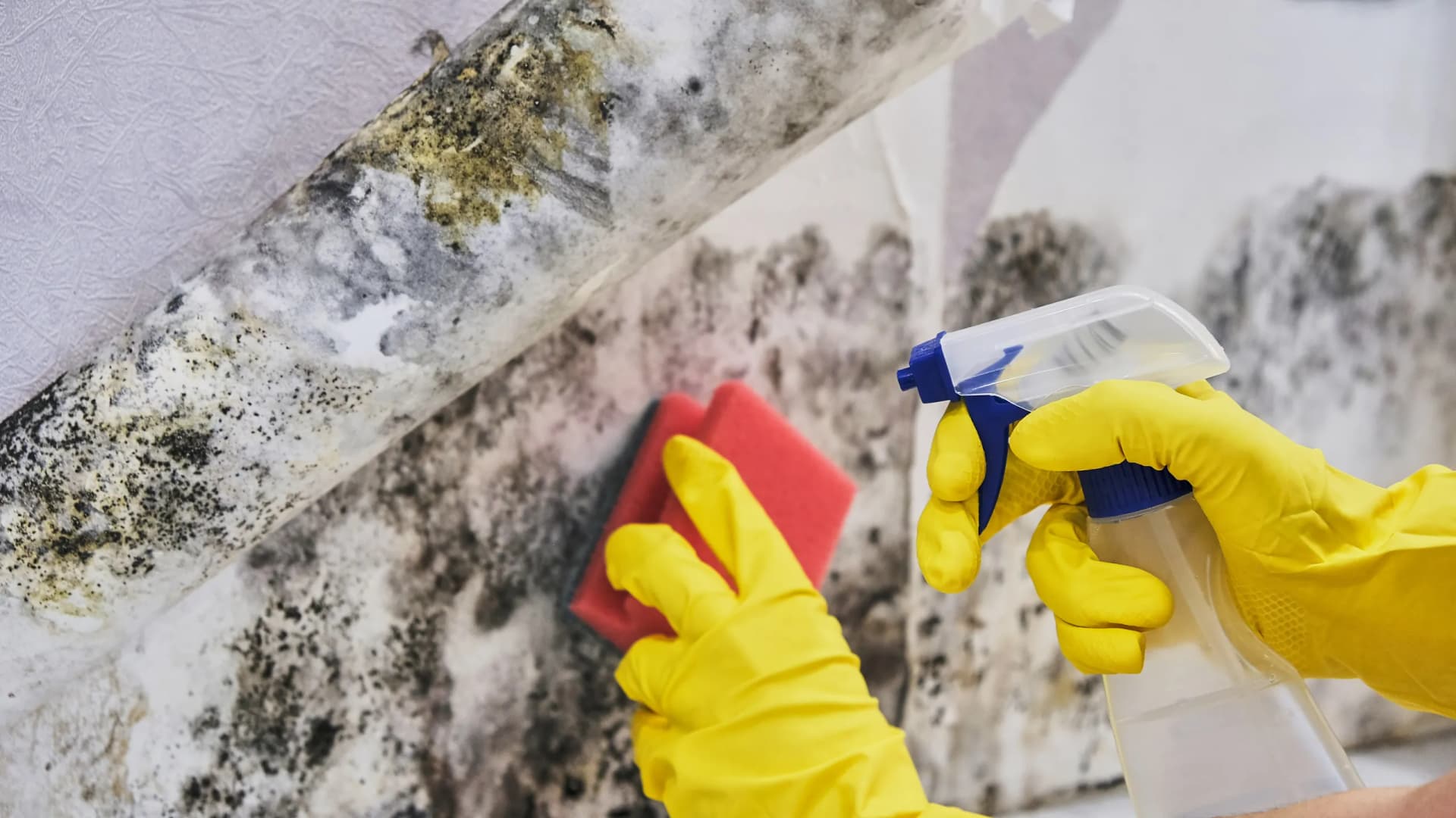 A person wearing yellow gloves cleans severe black and green mold from a wall with a spray bottle and red sponge.