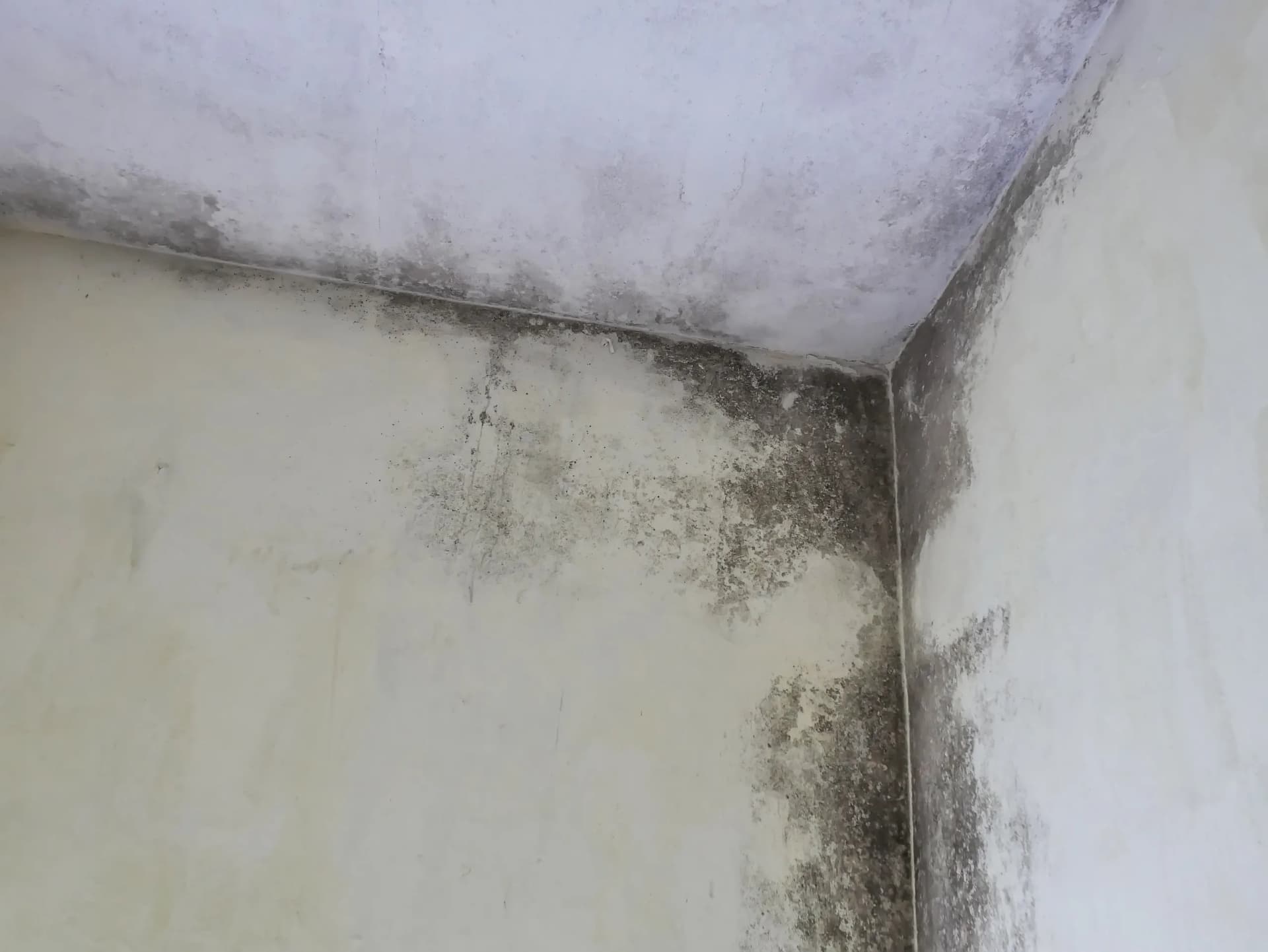 Black Mold Removal