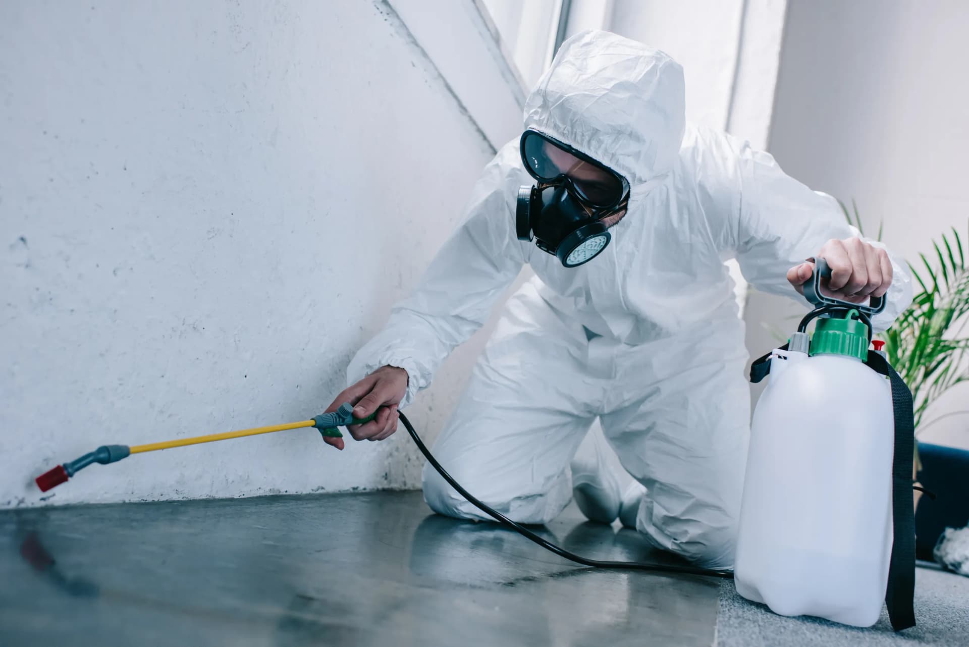 Residential Mold Services